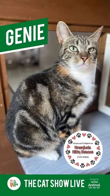 A cat sitting on a floor Description automatically generated