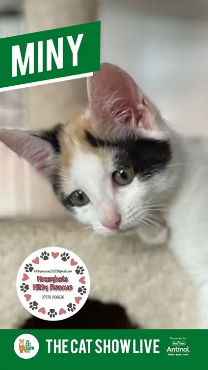 A cat with a pointy ears Description automatically generated