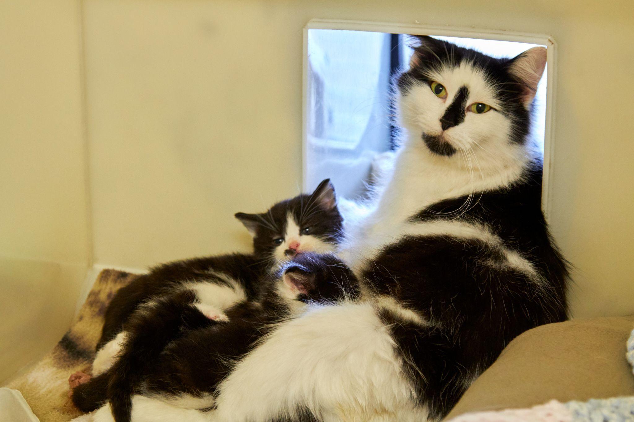 Cat Charities Urge Owners to Neuter Their Cats as an Estimated ONE