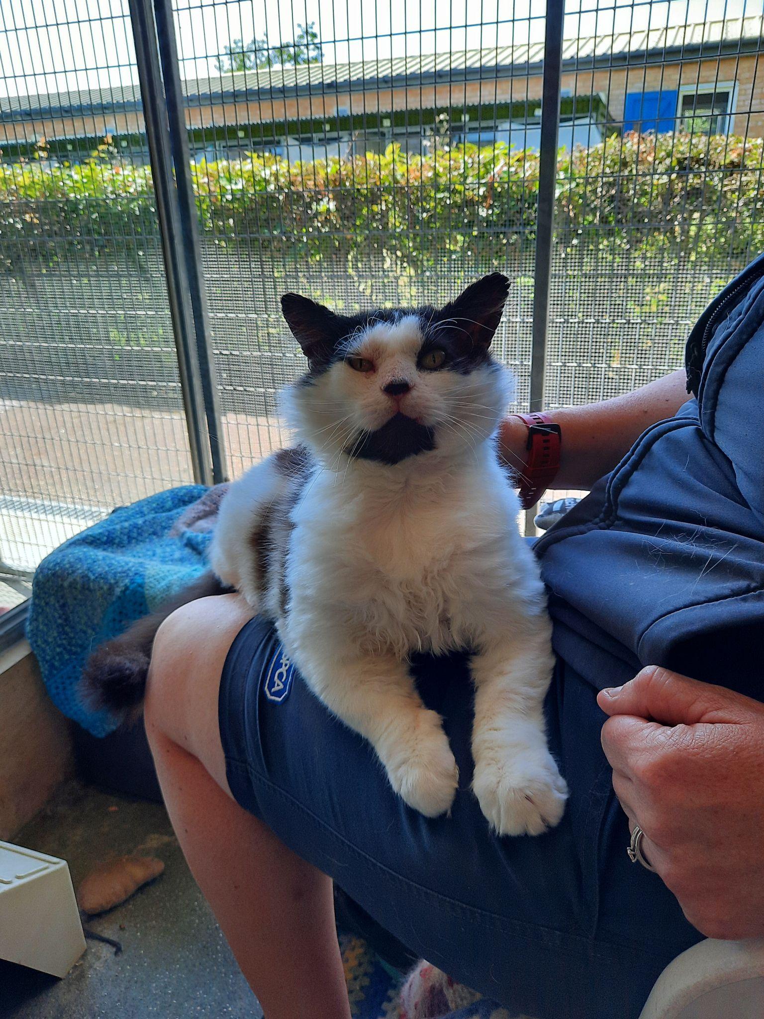 The cat spends 365 days in the care of the RSPCA looking for a home, FurEver