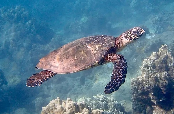 Coral Reef Kids Camp