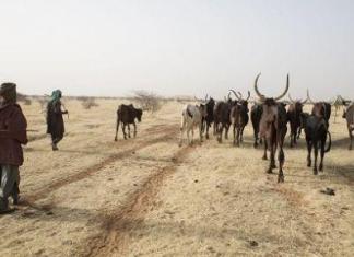 Au Mali, le service STAMP offre un guidage satellitaire aux pasteurs en quête de pâturages