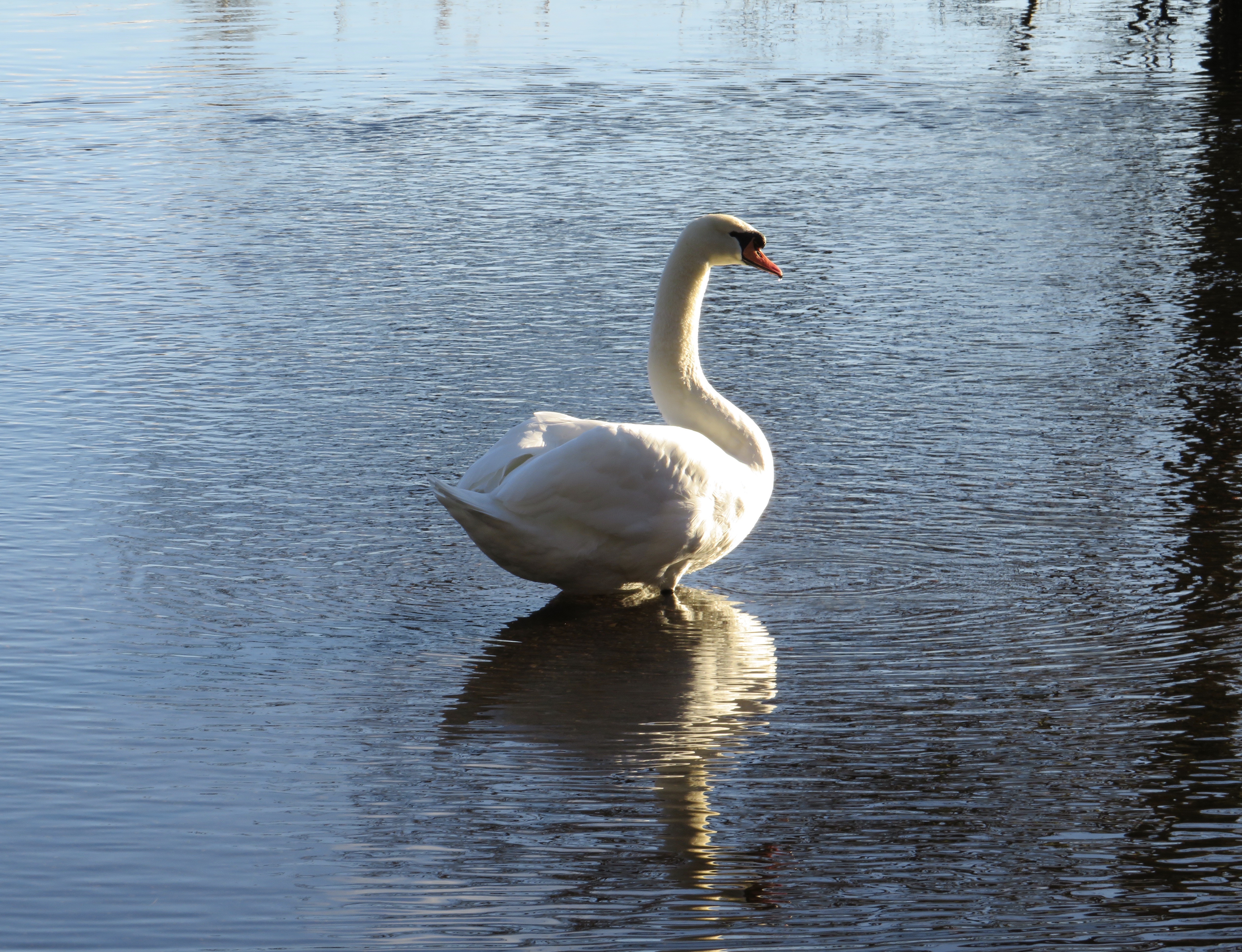 Majestic Mr Swan