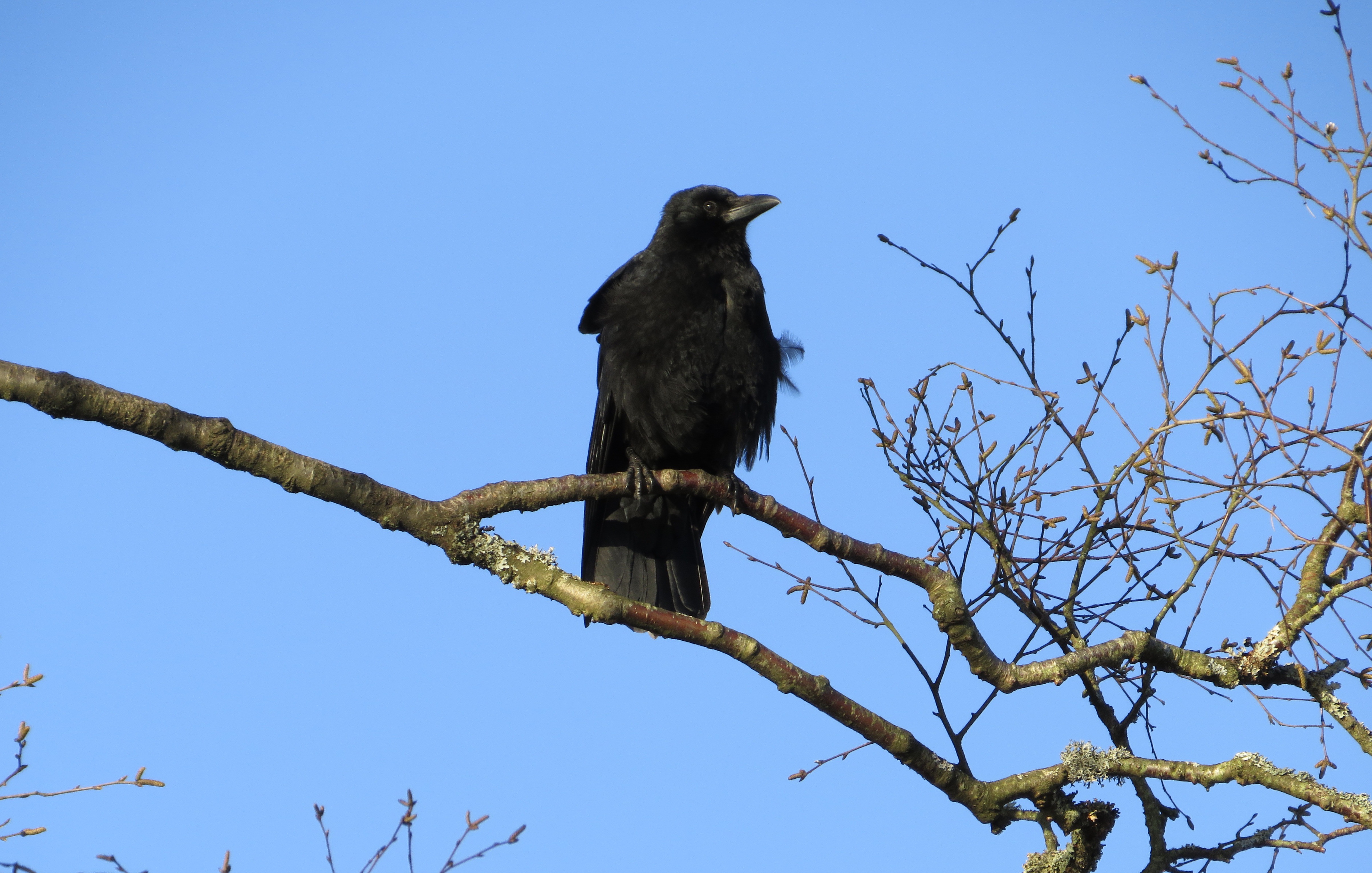 A rather ruffled crow