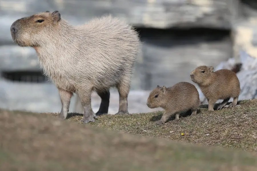 capybaras