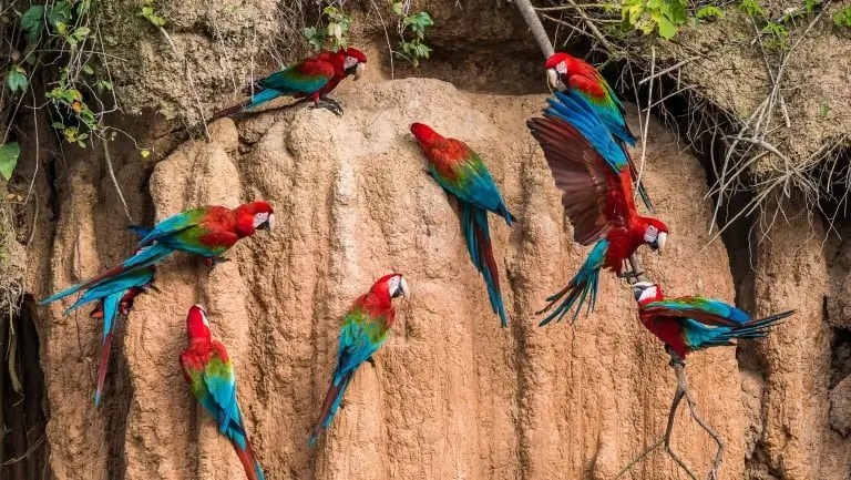 Macaws