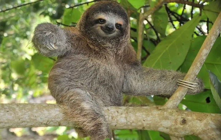 sloth