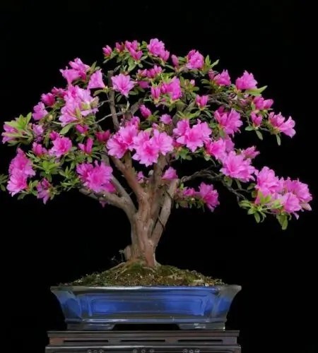 Azalea Japonica Bonsai
