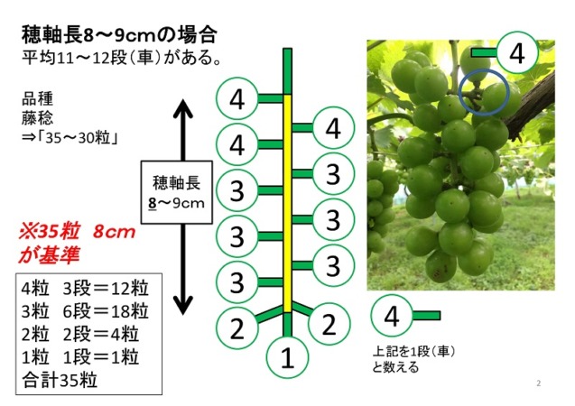 ブドウの本摘粒を動画で解説 粒の残し方や段の数え方などを紹介 ブドウの栽培