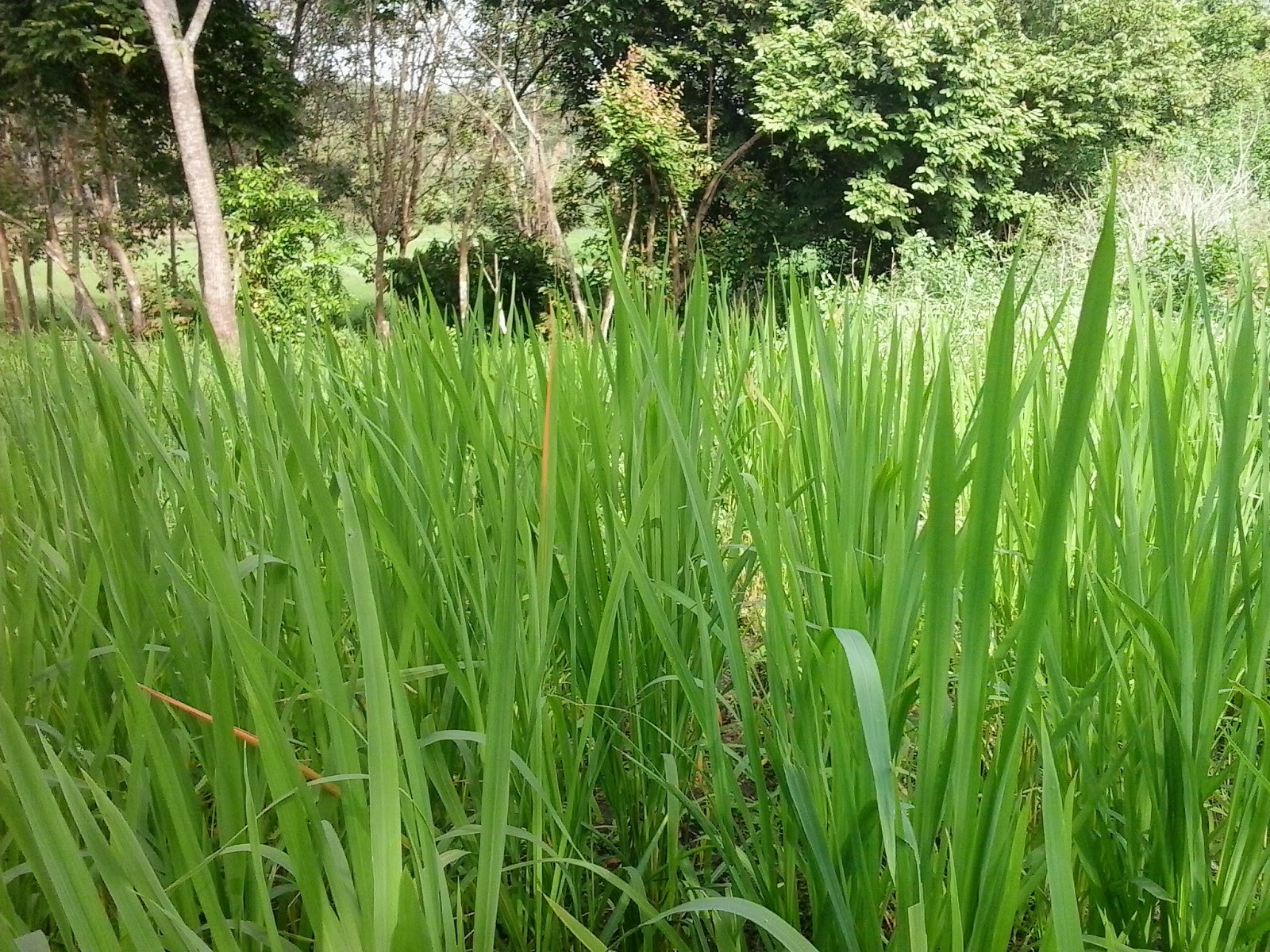 Tersedia ✓ gratis ongkir ✓ pengiriman sampai di . Fungsi Dan Mitologi Alang Alang Ambengan Dalam Hindu Bali Kalender Bali