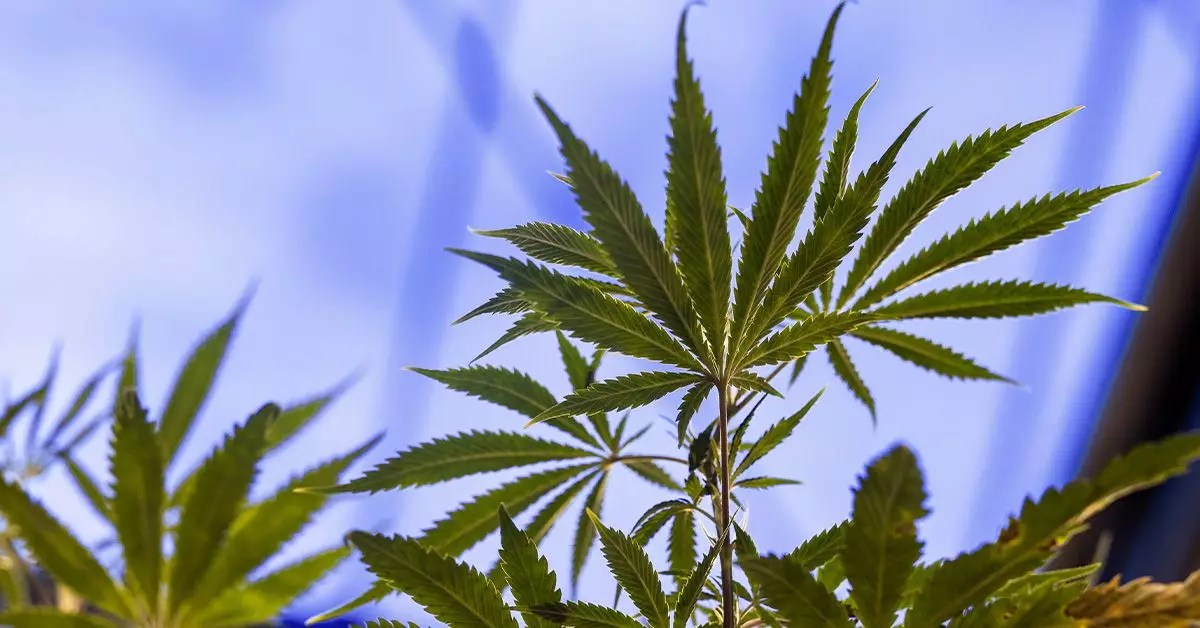 Unleashing Nature’s Power: The Promise of Cannabis in Prostate Cancer Treatment