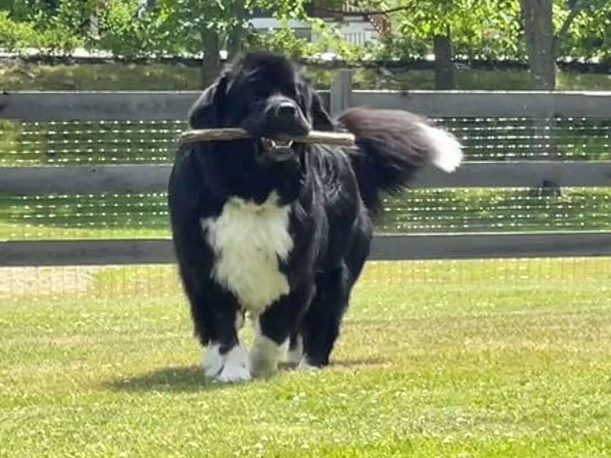 Kennebunk veterinary hospital patient gallery