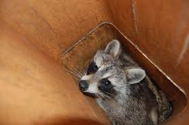 racoon inside flue