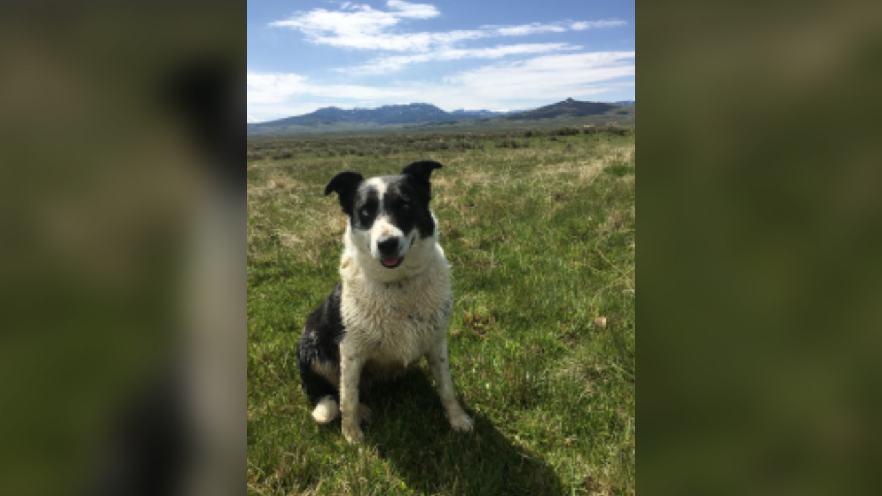 Colorado rancher says wolves killed his dog, as livestock losses continue