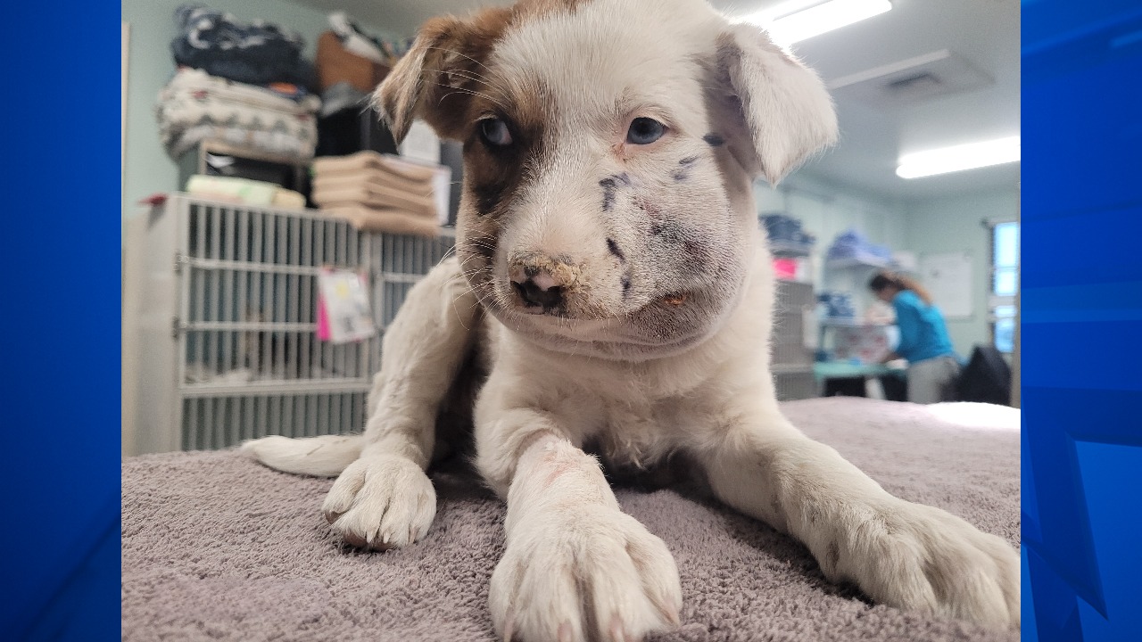 Good Samaritan saves stray puppy after rattlesnake bite