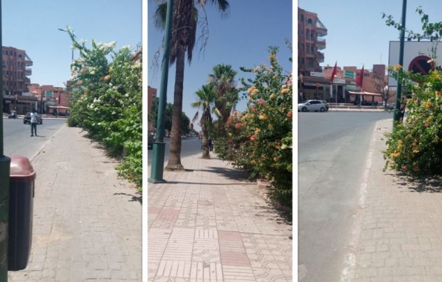 الإهمال يحول نباتات إلى مصدر قلق للمواطنين بمراكش + صور
