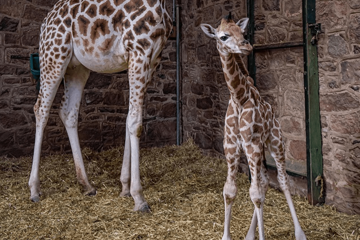 حدث غير مسبوق بالمملكة: ولادة أول زرافة في حديقة Dream Village بالمحمدية