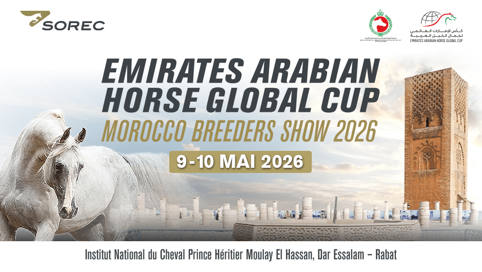 الرباط تحتضن محطة دولية لكأس الإمارات لجمال الخيل العربية بمشاركة نخبة المربين المغاربة