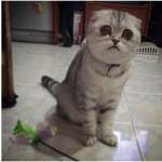 Scottish Fold Ucretsiz Sahiplendirme Kedipet Com Da