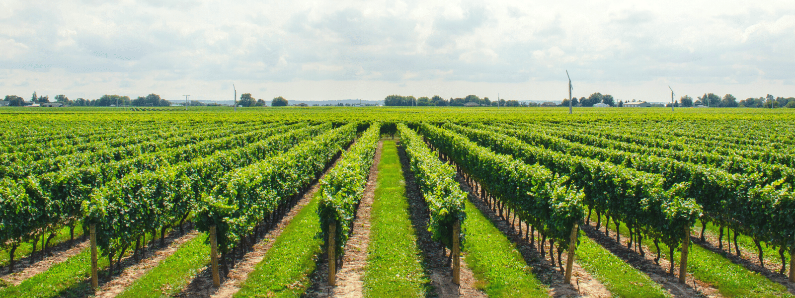 Things To Do In Fredericksburg TX