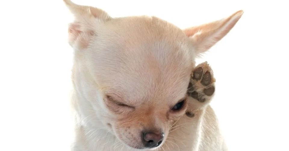 Dog Dandruff Symptoms, Causes, Prevention (2022)