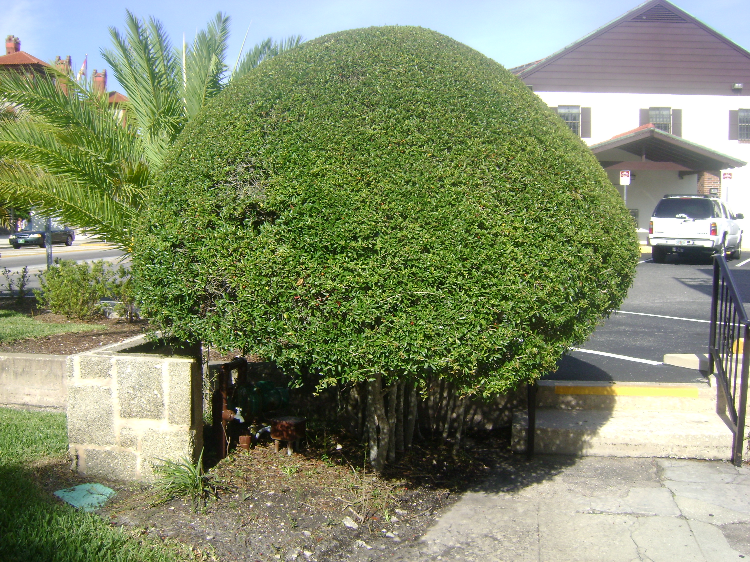Ligustrum Waxleaf Plant Me Green