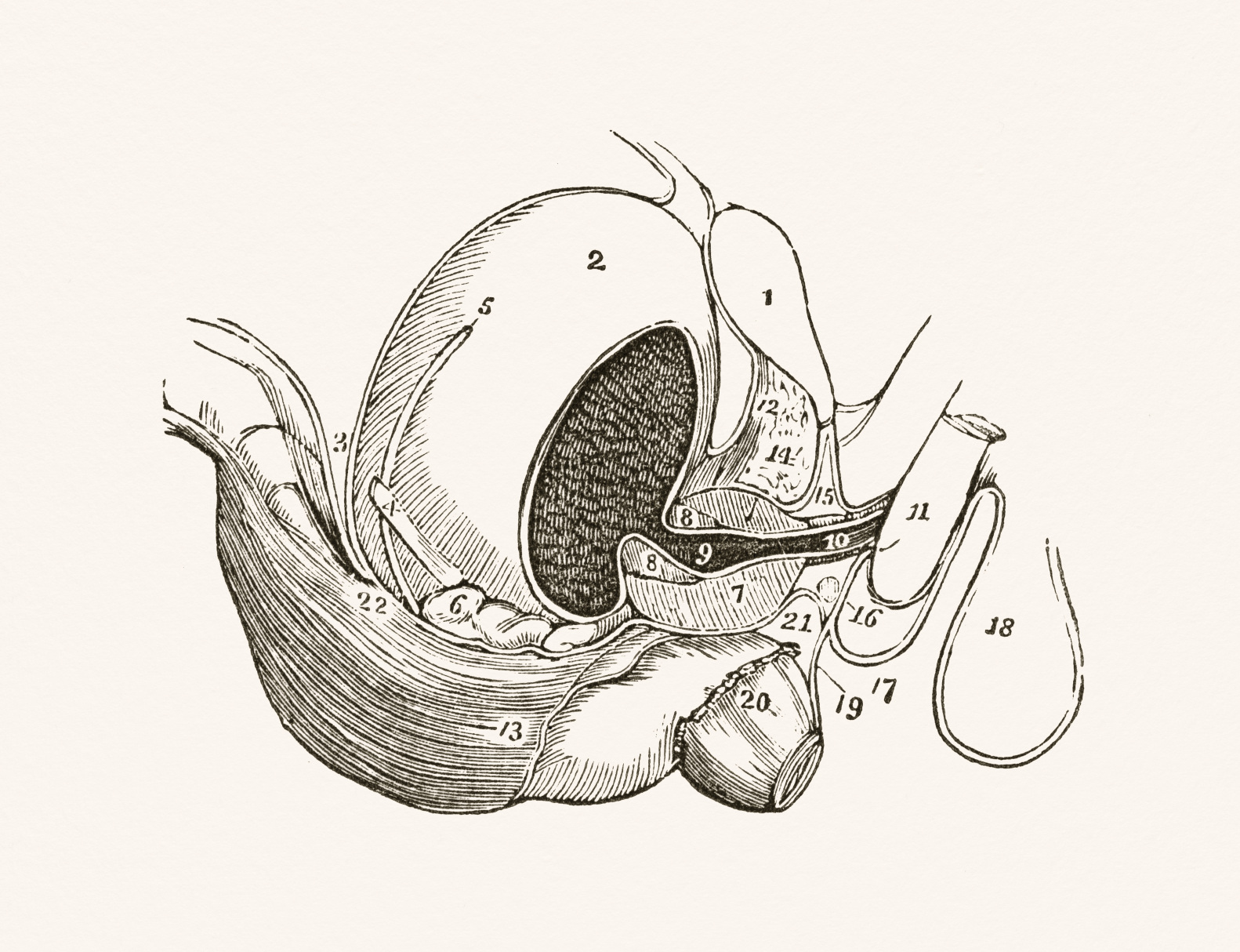 Photograph of the original illustration from "A System of Human Anatomy" by Erasmus Wilson published in 1859.