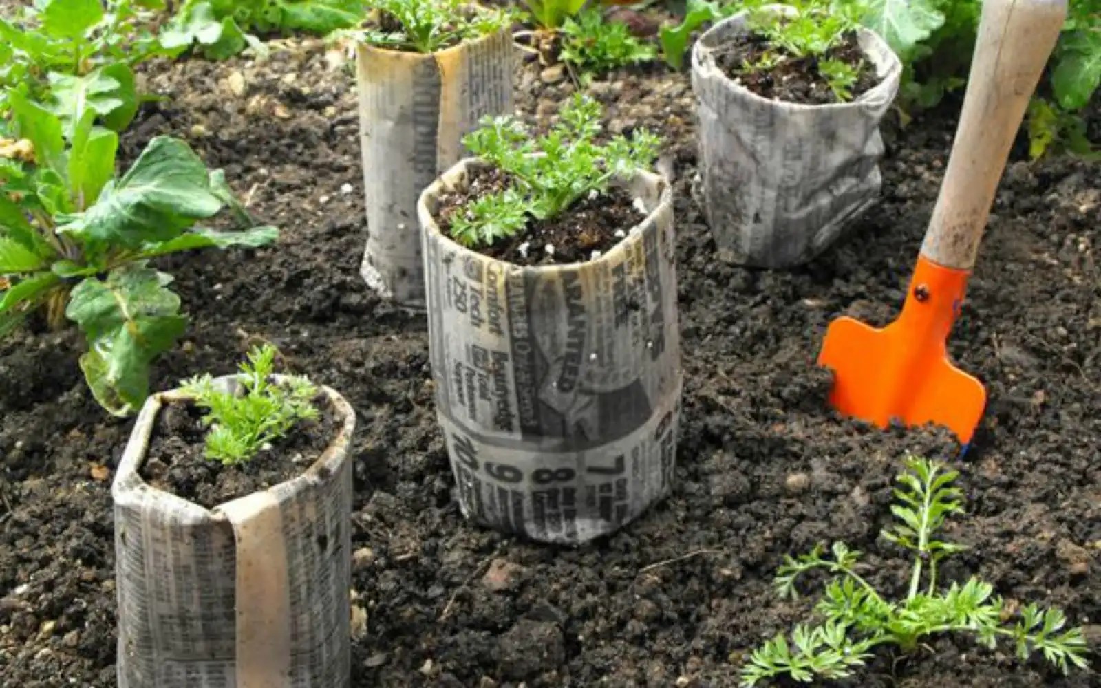 Biodegradable Pots for Seedlings