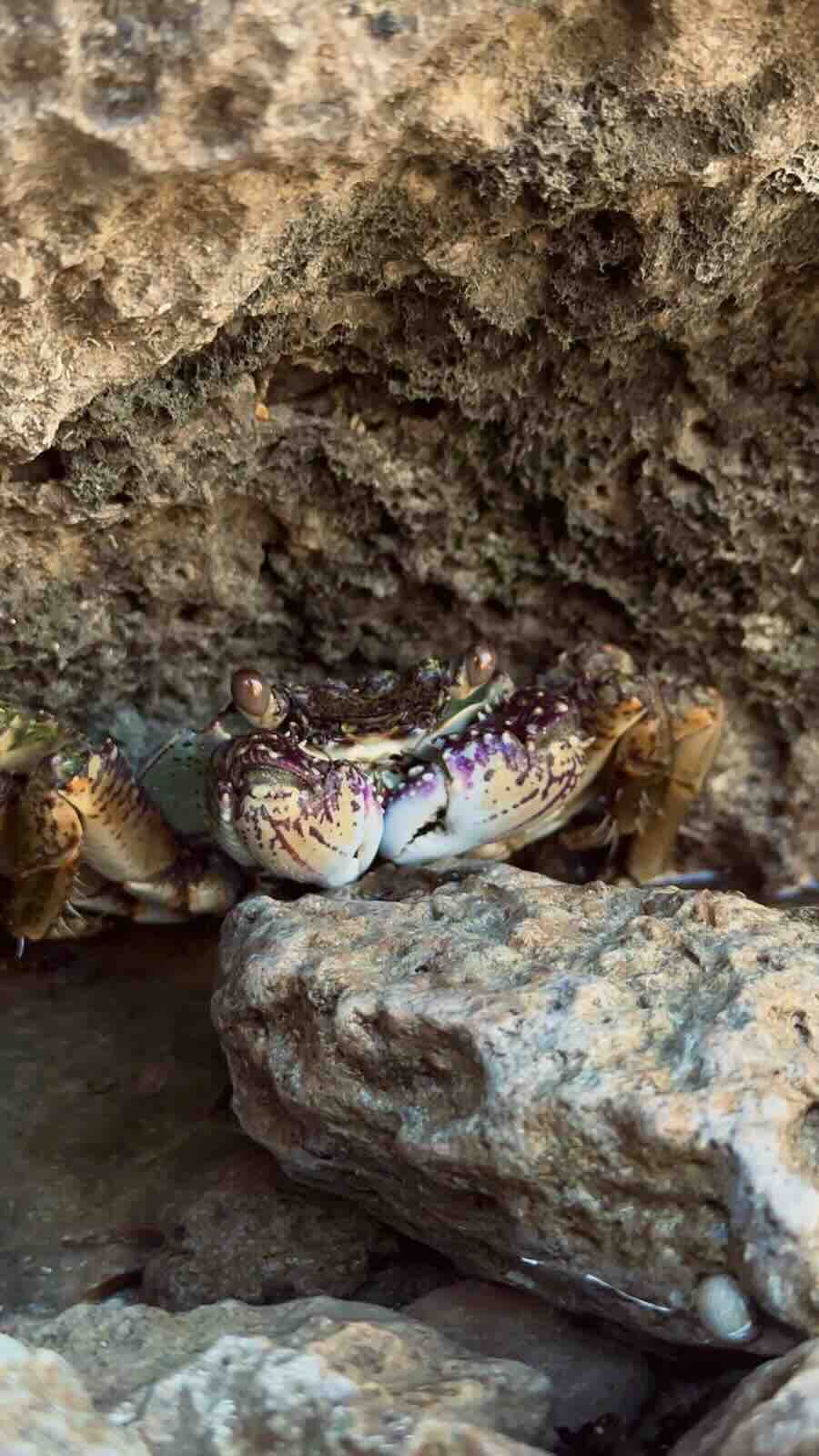 Colourful crab hiding between rough coastal rocks near Batu Pintu in Rote Island.