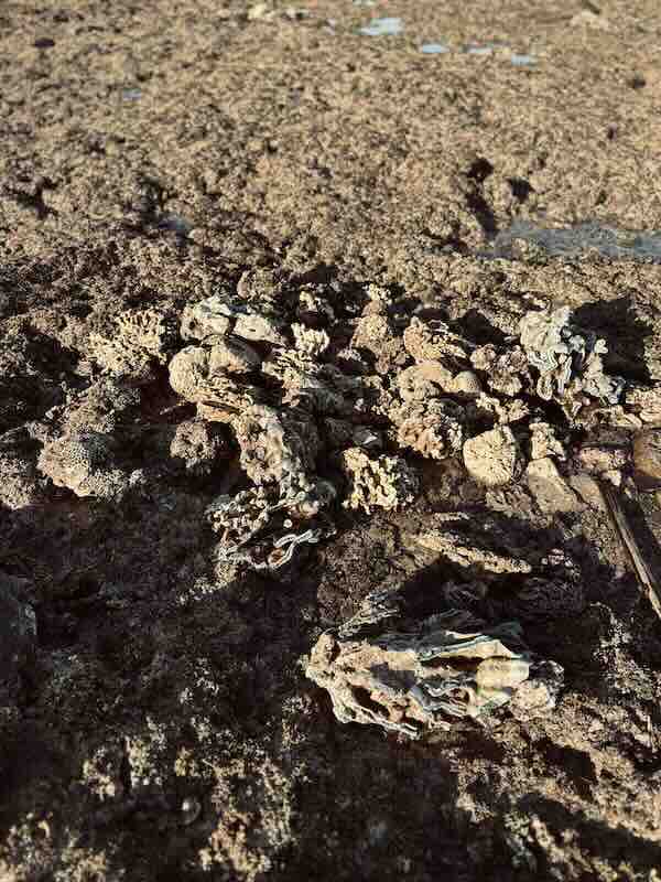 Exposed coral, shells and rough reef rock along the coastline near Batu Pintu in Rote Island.