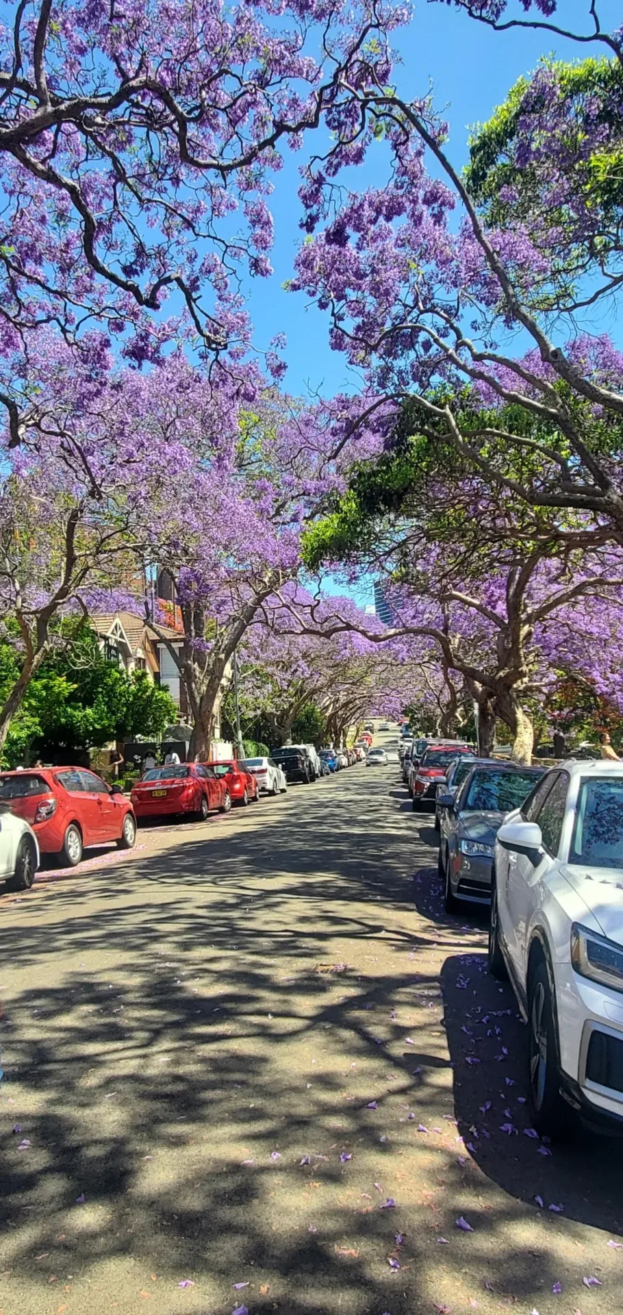 jacaranda trees