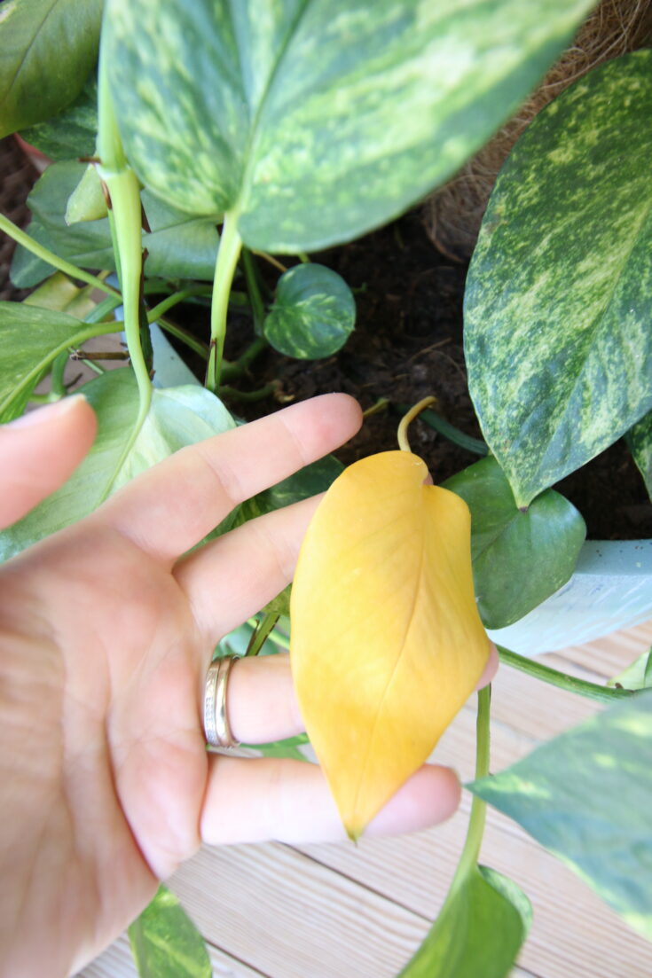 Why are my pothos leaves turning yellow