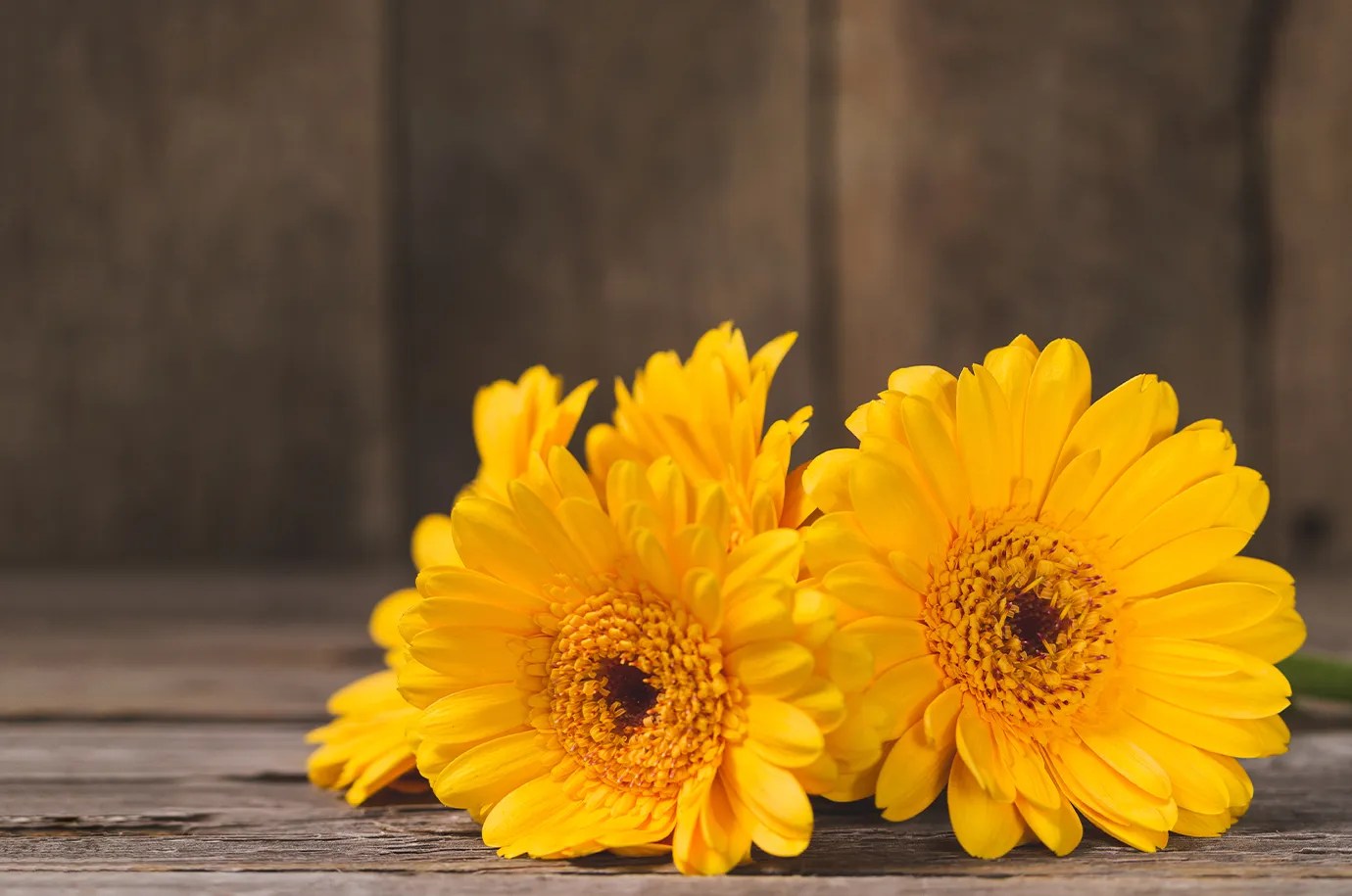 Calendula
