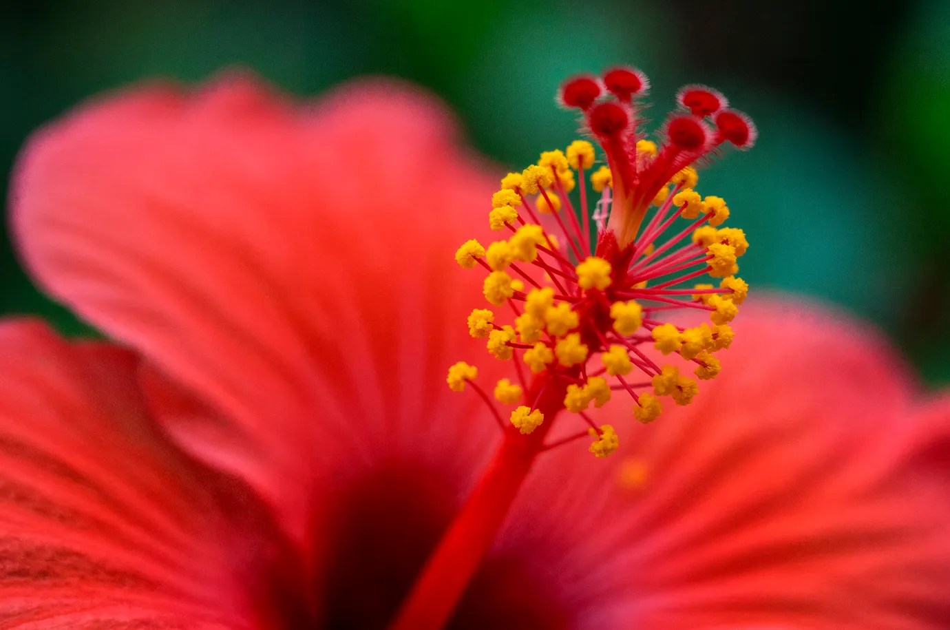 Hibiscus