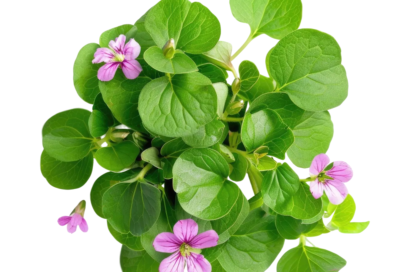 brahmi