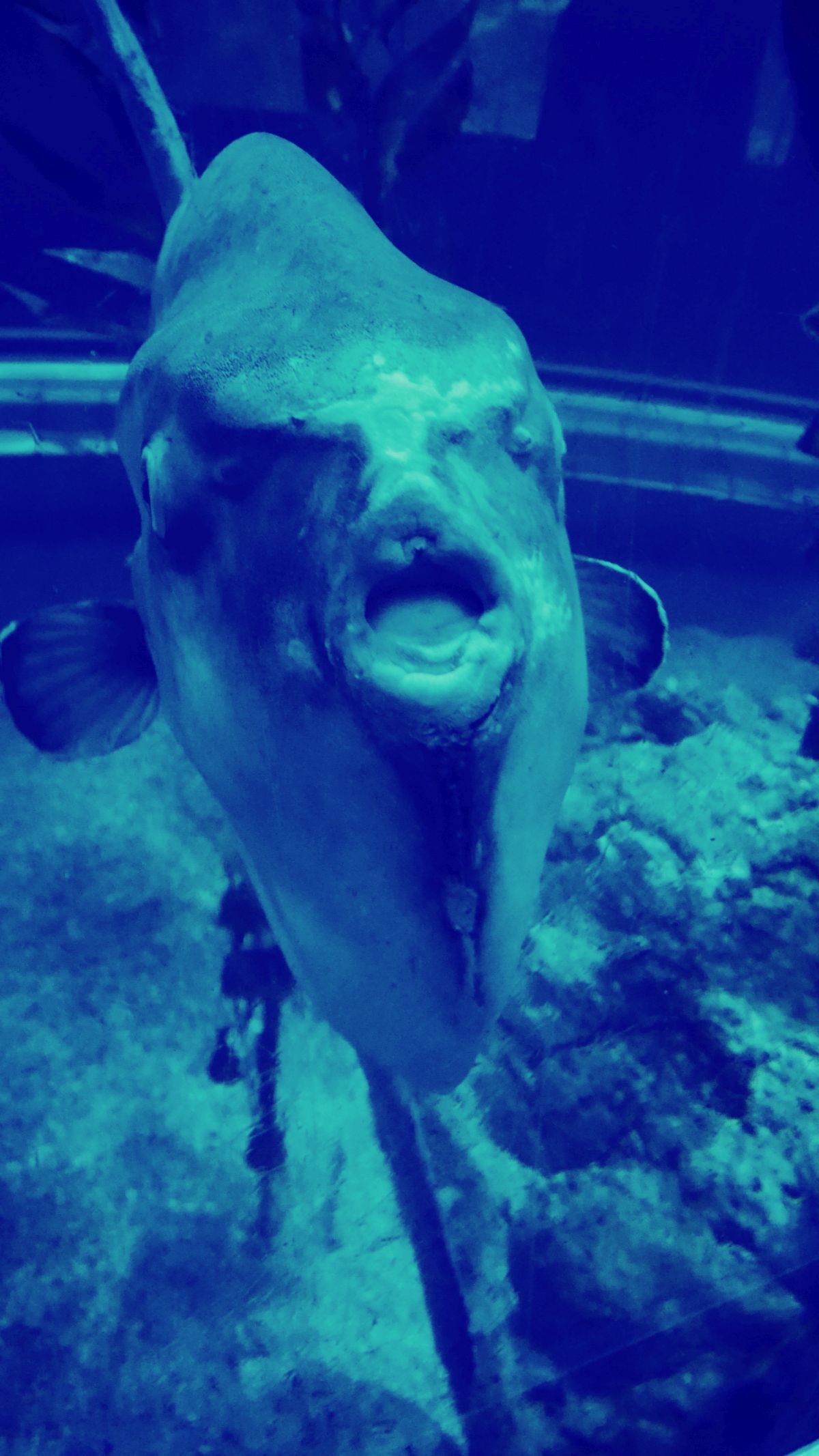 Keisui Art Studio マンボウという魚に呆然
