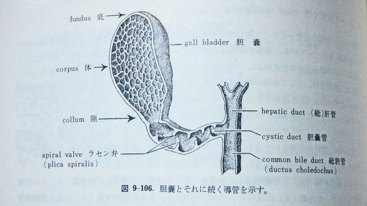 腹腔鏡手術後運動腹腔鏡子宮切除術 Chchl