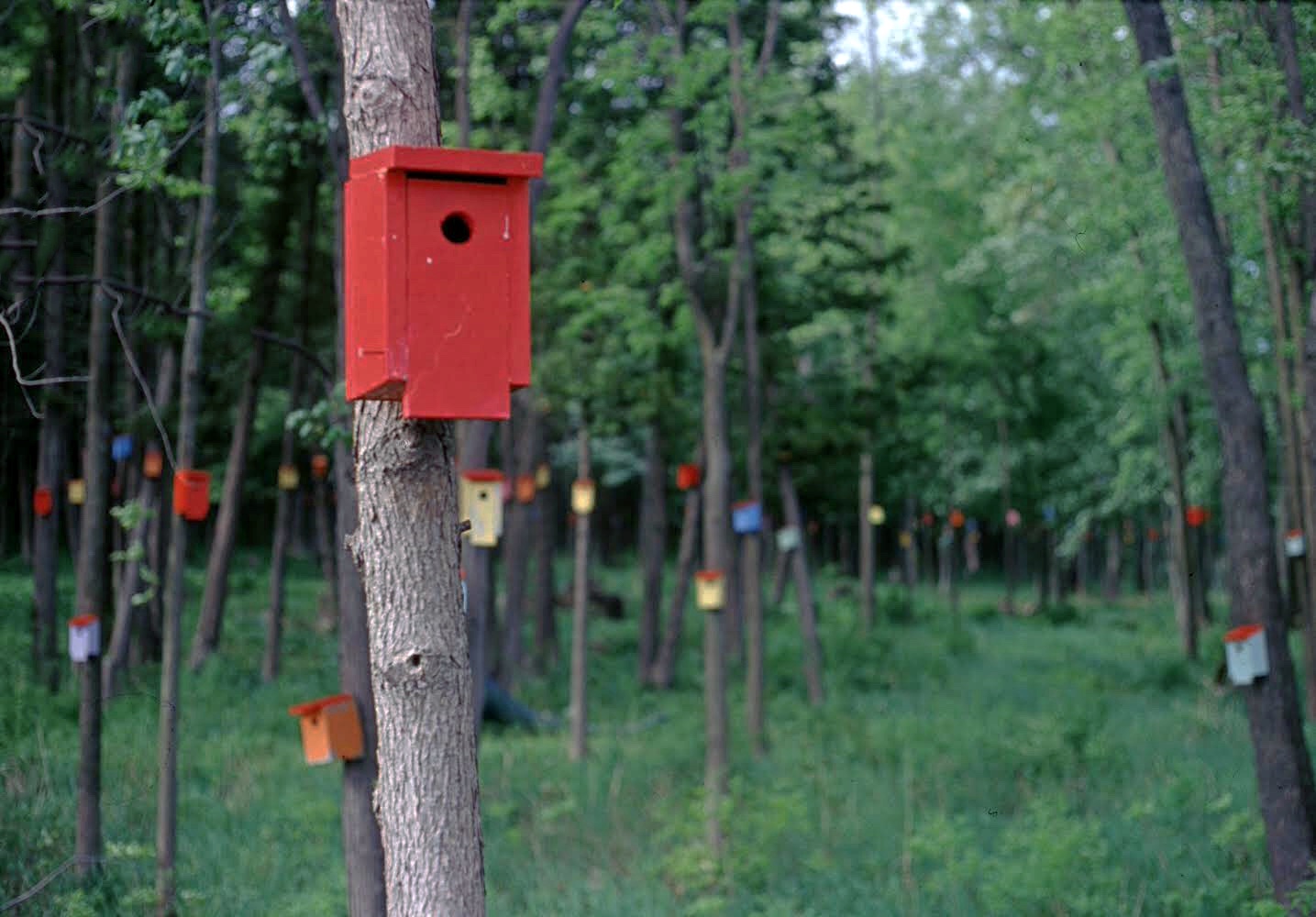 birdhouse forest, south hero, vt