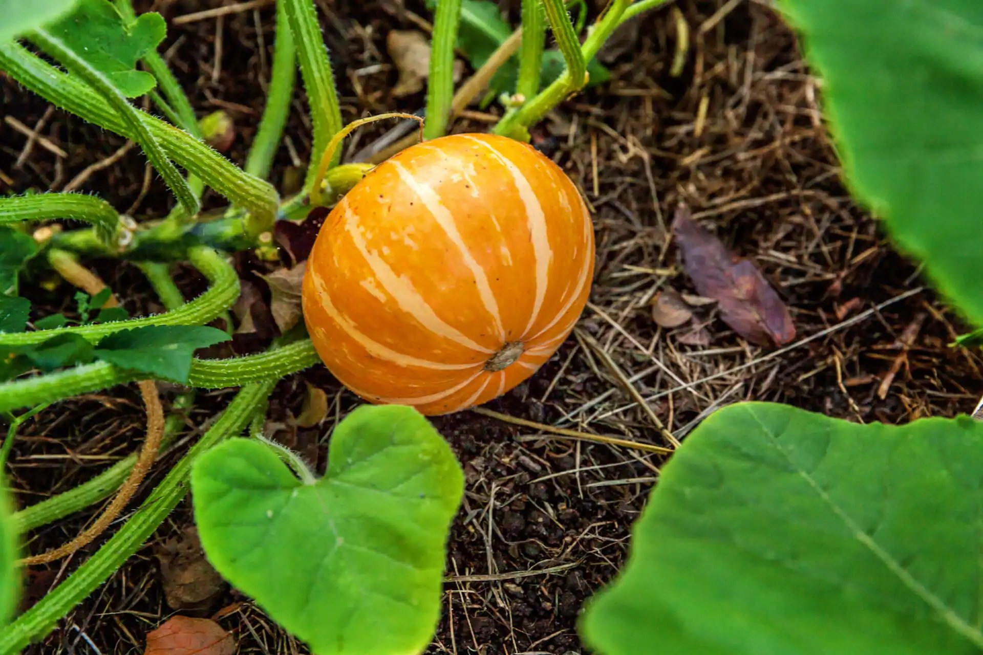 Planting pumpkins