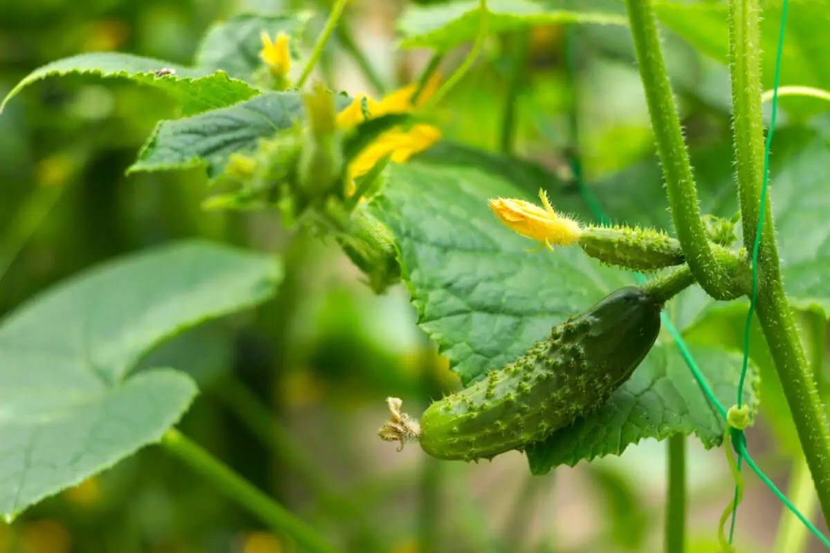 Growing cucumbers in pots & containers