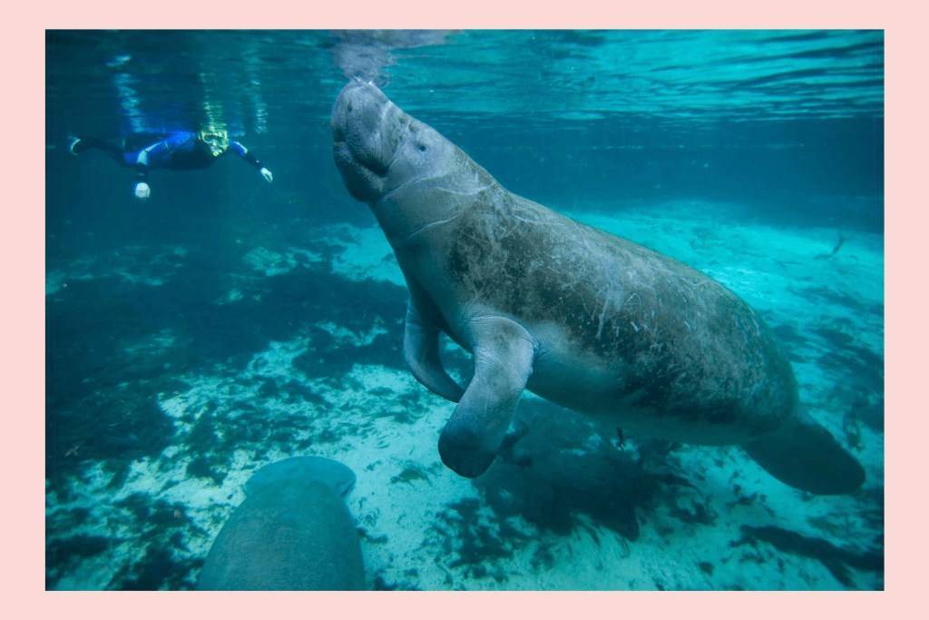 Swim with manatees