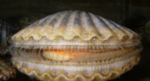 A live scallop slightly open with blue eyes
