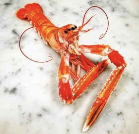 Posing Langoustine