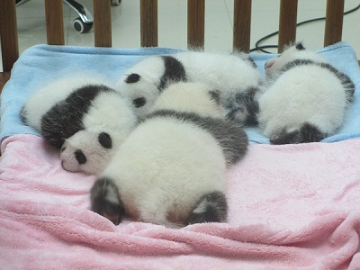Gratis Download Gambar Di Pusat Penelitian Chengdu Anda Bisa Menemui 15 Bayi Panda Nan Terkeren by Lampung Hits