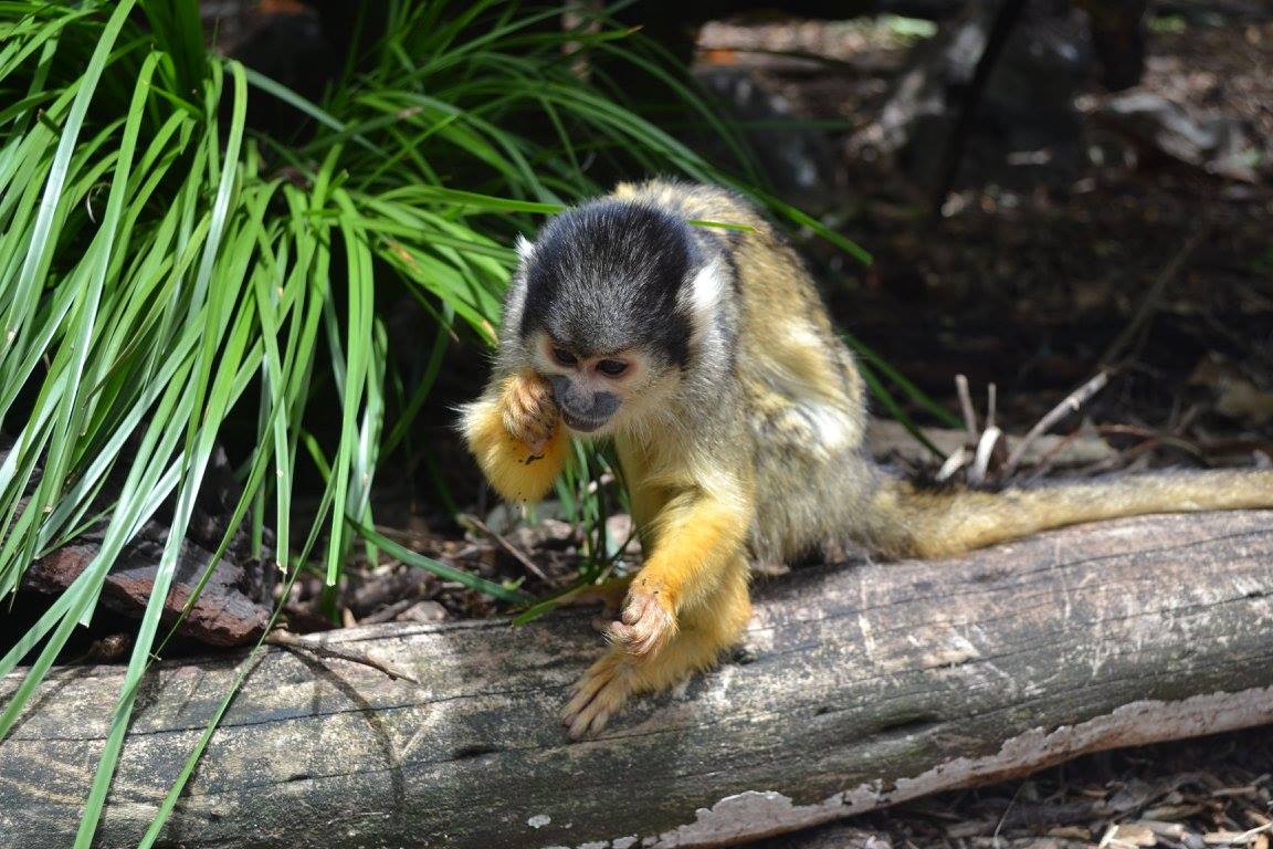 Squirrel Monkey
