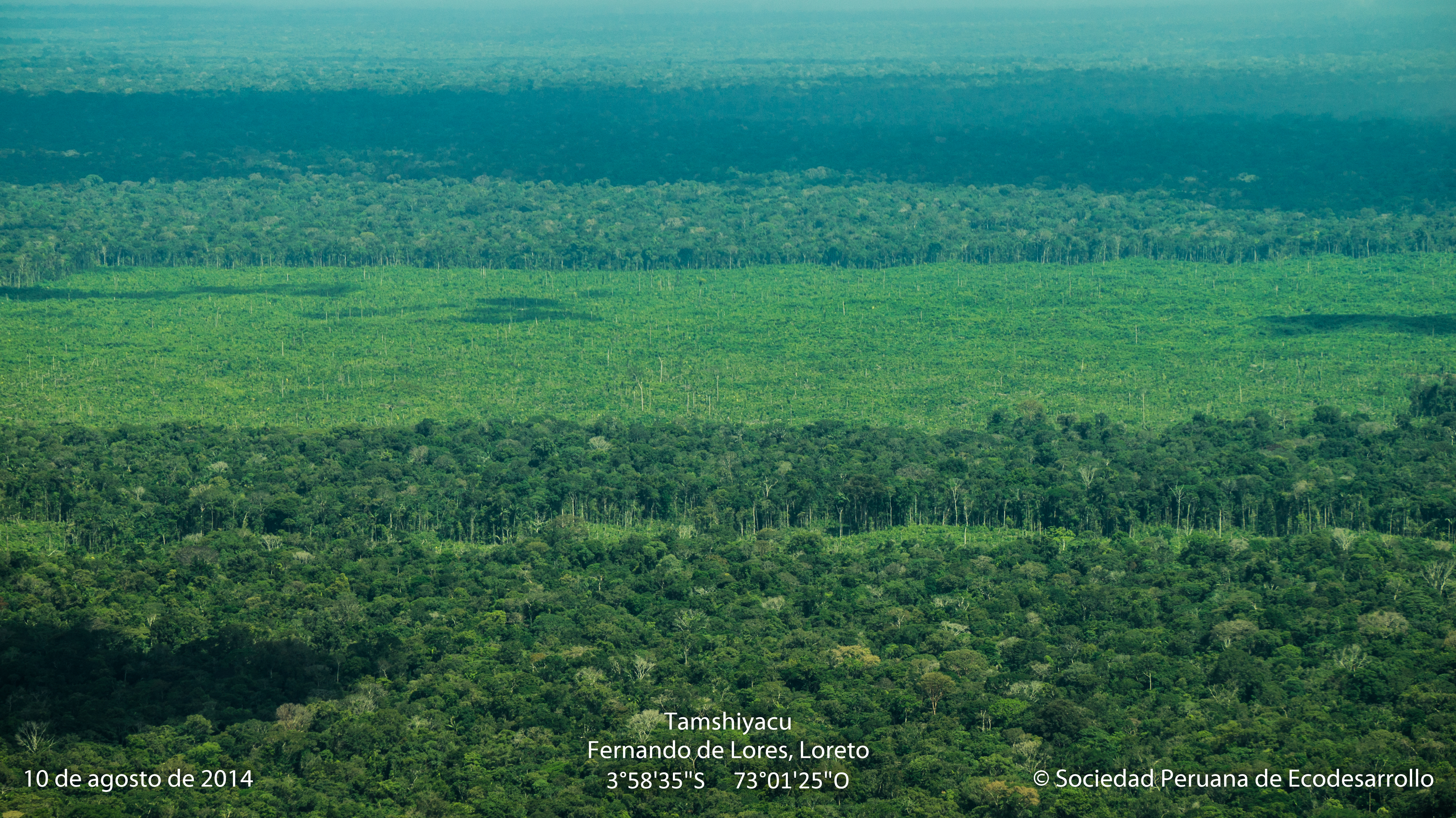 Deforestación de bosques primarios en el Fundo Tamshiyacu