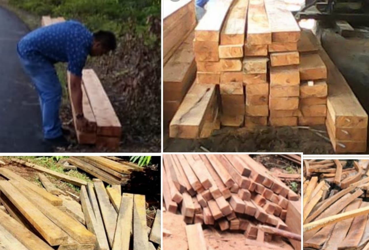 Basmi Illegal Logging! Jangan Sampai Menjadi Ancaman Bencana di Lingga -  KepriNews.co