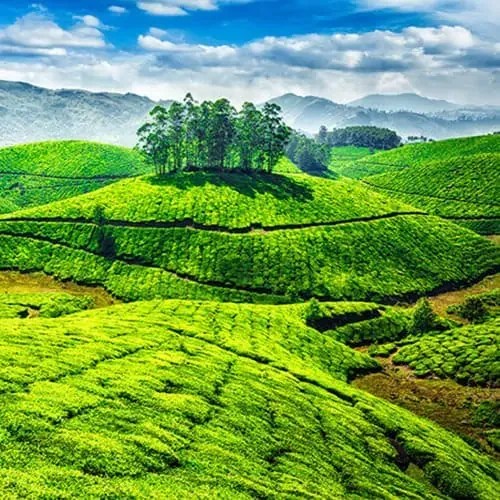 Munnar Tea Gardens
