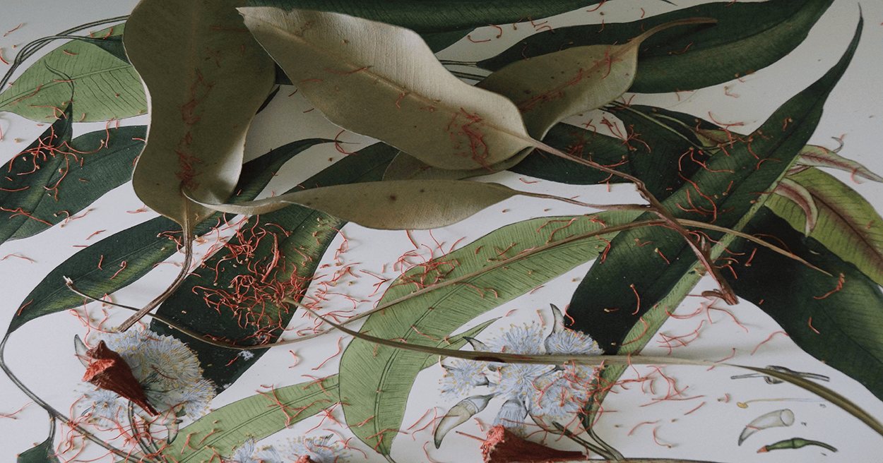 Flat lay of eucalyptus leaves, pale flowers, and red ribbon-like filaments on a white surface; a botanical still life.