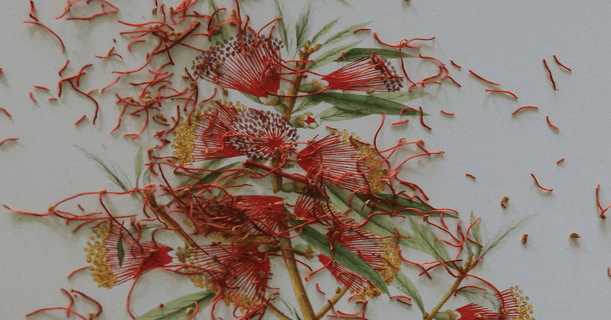 Red bottlebrush flowers with yellow stamens and green leaves scattered on a light background.